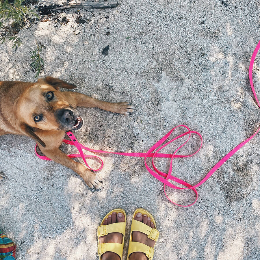 Waterproof tracking leash 'Hexa Magenta'