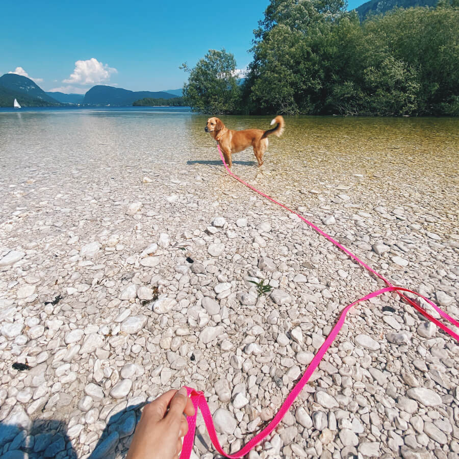 Waterproof tracking leash 'Hexa Magenta'