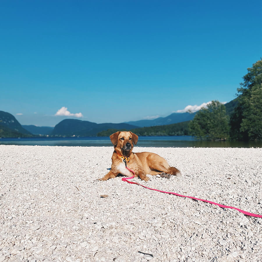 Waterproof tracking leash 'Hexa Magenta'