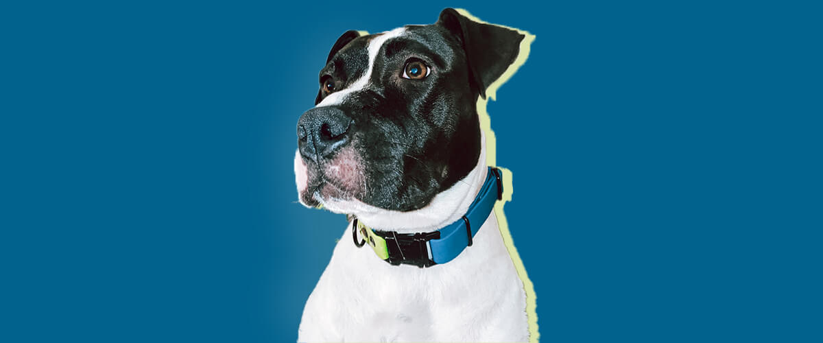 Can collar be a source of health problems for your dog?