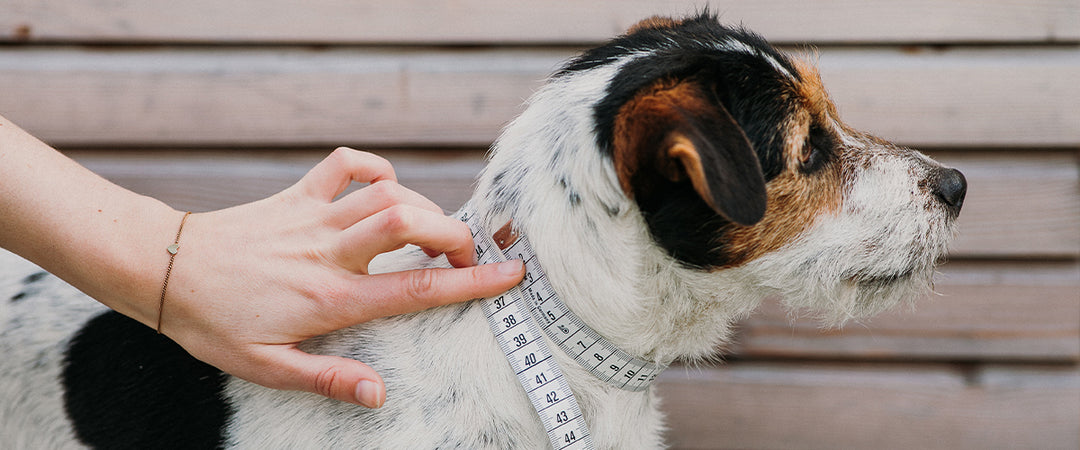 How to take measurements for a martingale collar?