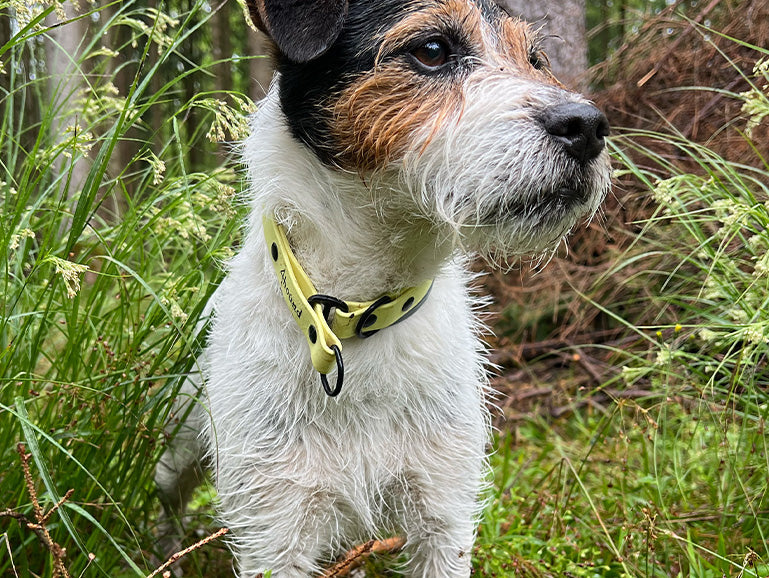 BioThane® polzatezna ovratnica 