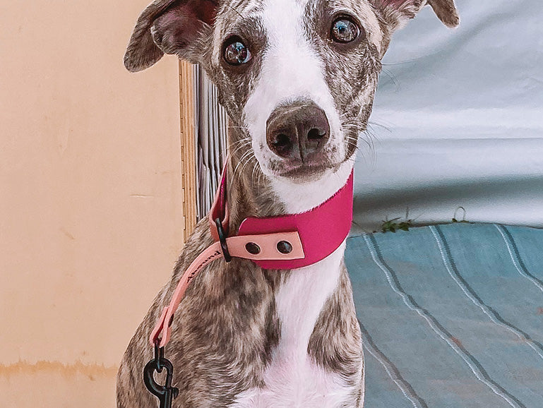 BioThane® ovratnice za hrte