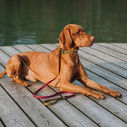 BioThane® dog leash 'Golden Wishes'