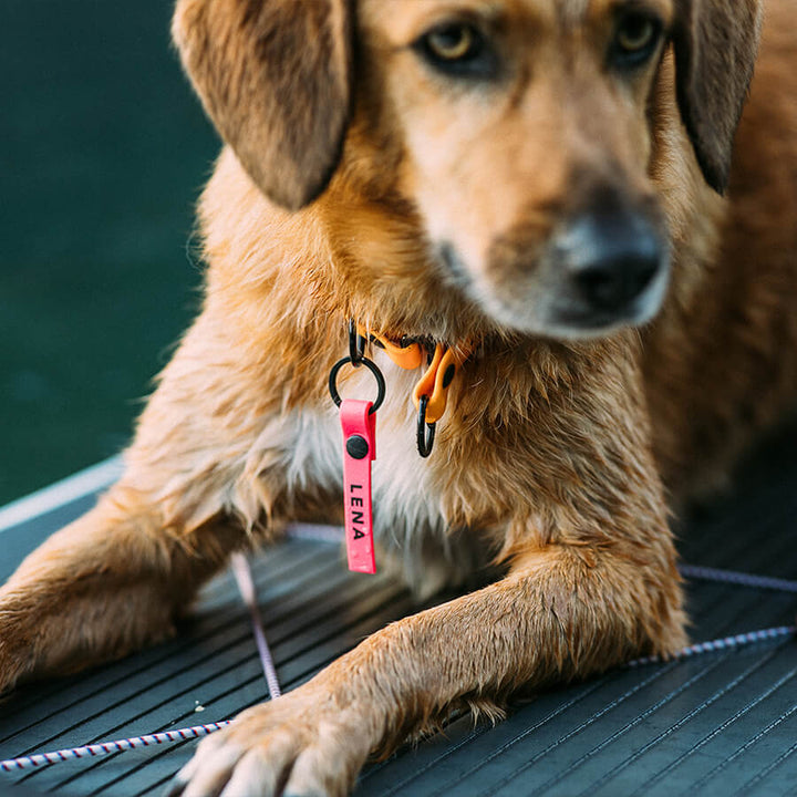 Dog name tag