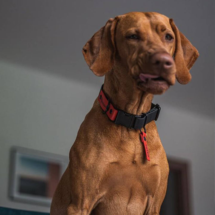Dog name tag