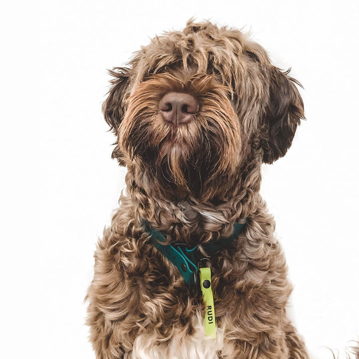 Dog name tag