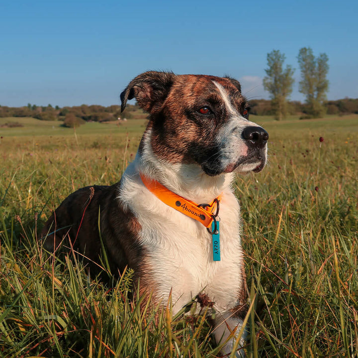 Dog name tag